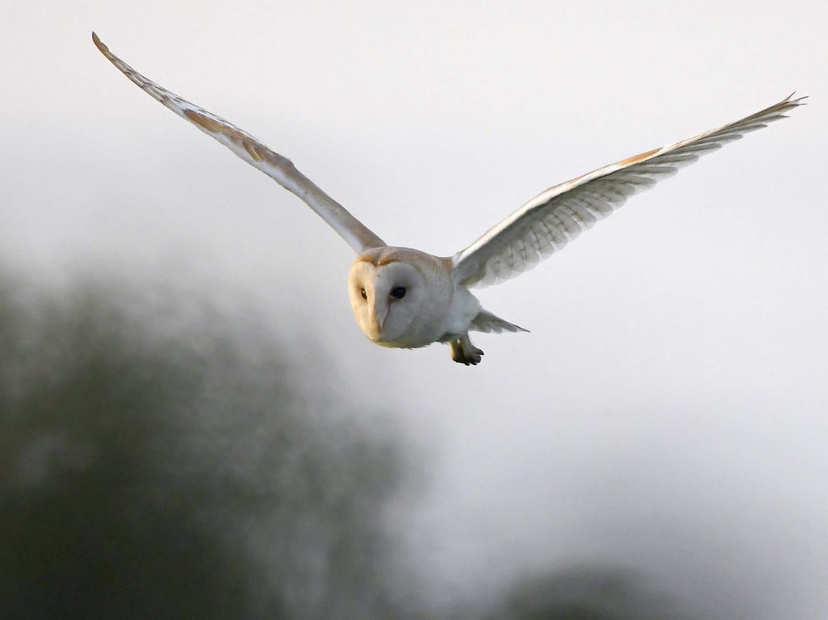 Barn Owl. 😀
  Taken last year on the Somerset Levels, I have yet to see one this year unfortunately.
   I think they're my favourite bird, something quite mysterious and magical about them! 😍
  #TwitterNatureCommunity 🦉