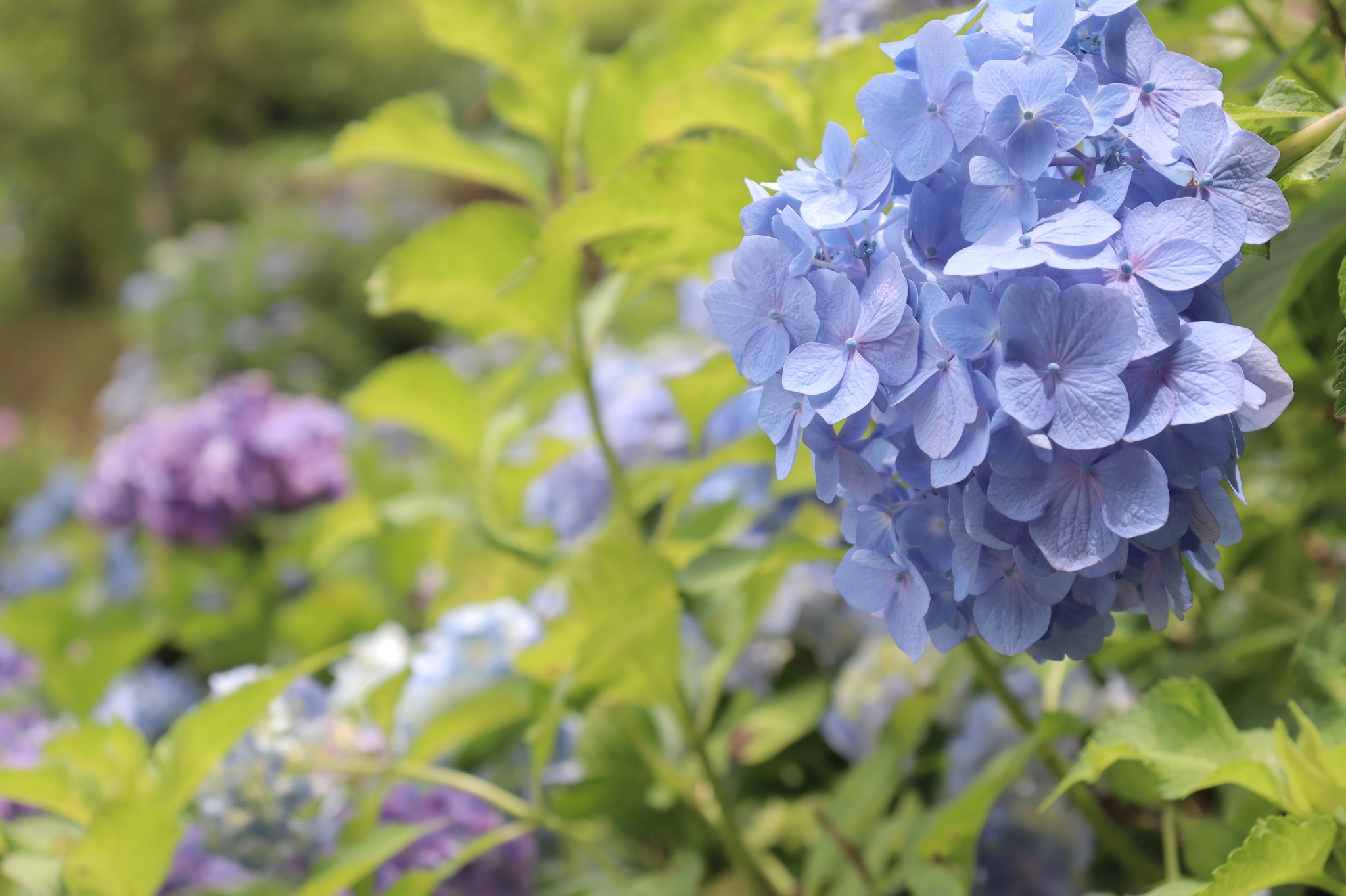 滝谷花しょうぶ園 Twitter Search Twitter