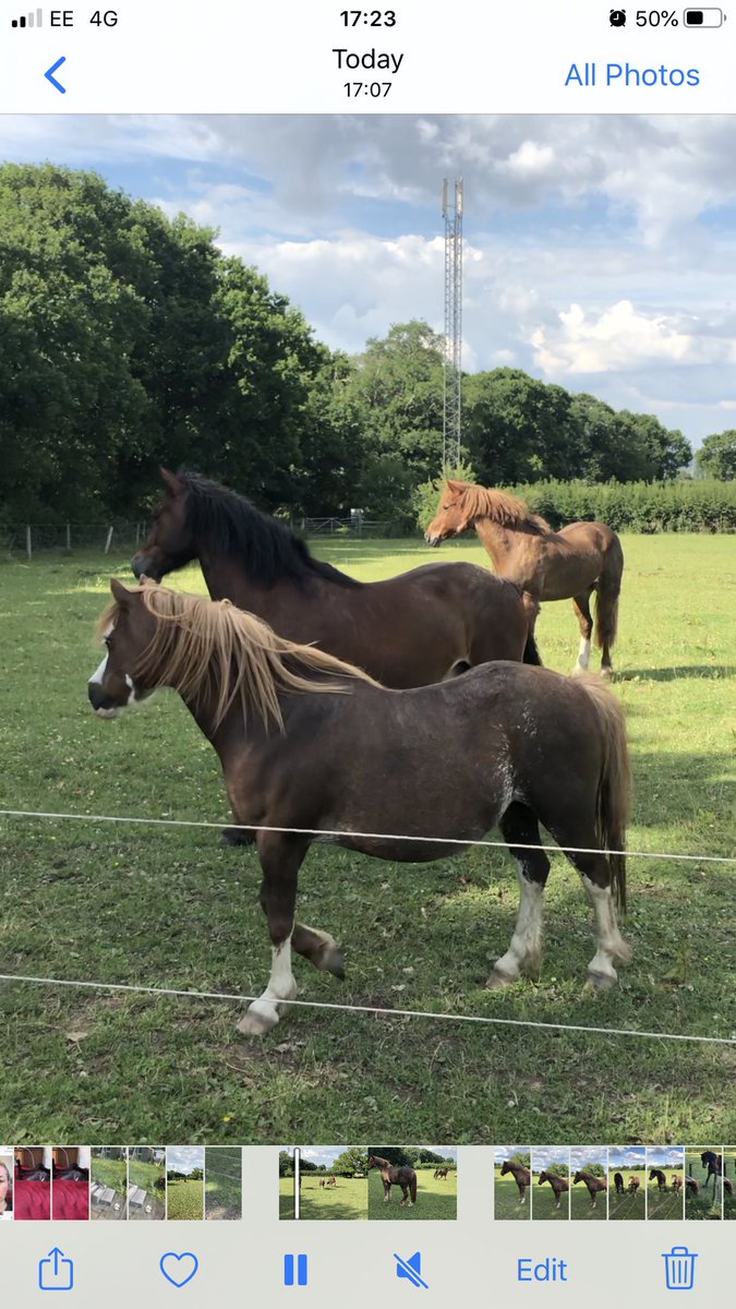 OurSamCharity's tweet photo. After a week of hospital, fundraiser and Our Sam and I can’t remember when I had a full day off last, I’ve decided to have a day off today and spend the day at the fields, mucking out this lovely lot. Equine therapy with my four-legged family. Have a good day #LifeWithoutChildren https://t.co/eziMC40AFz