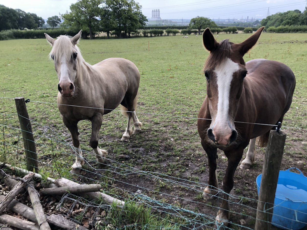 OurSamCharity's tweet photo. After a week of hospital, fundraiser and Our Sam and I can’t remember when I had a full day off last, I’ve decided to have a day off today and spend the day at the fields, mucking out this lovely lot. Equine therapy with my four-legged family. Have a good day #LifeWithoutChildren https://t.co/eziMC40AFz
