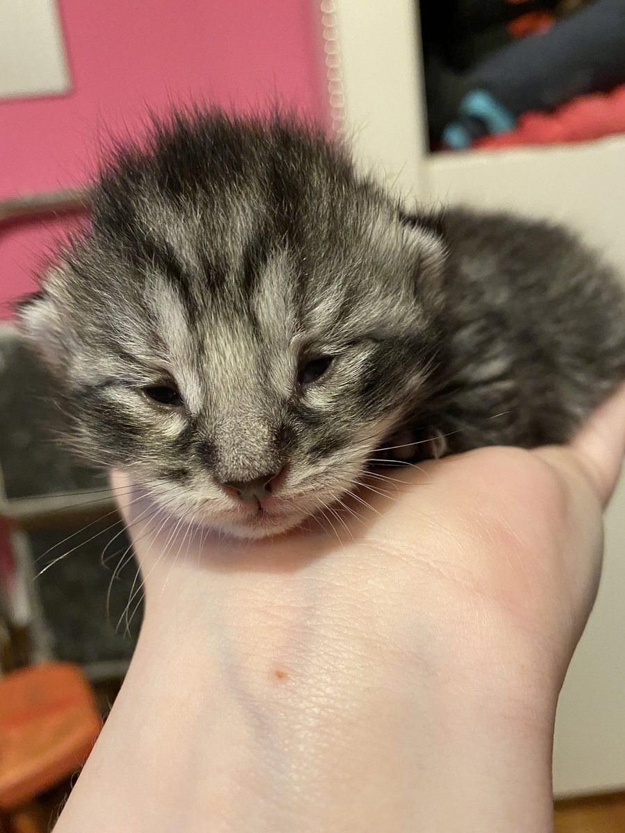 andreavbeusekom's tweet photo. @gabrielzamora We have three beautiful and healthy kittens from just a little over a week old https://t.co/oRnUQFRjAC