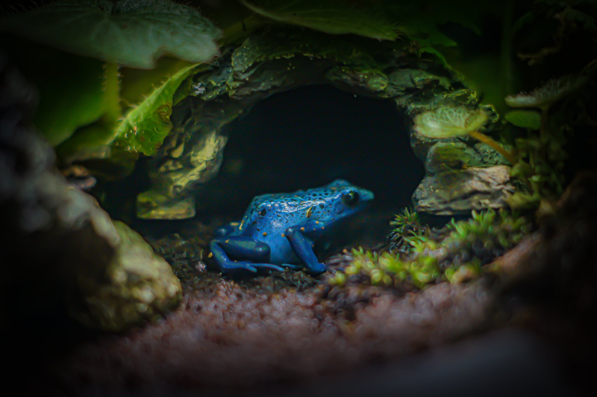 とーまさん コスプレがしたいです Na Twitteru かっこいいカエルたち サンシャイン水族館より T Co 5nub4bibe3 Twitter