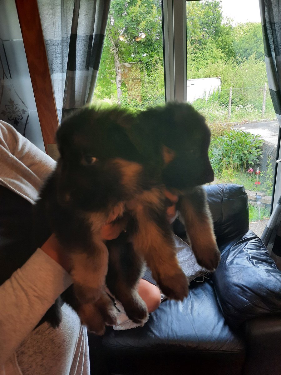 pet_scan's tweet photo. Many thanks Debbie, 9 beautiful,chunky german shepherds all ready for their lucky new owners. https://t.co/kcNAwrBxjF