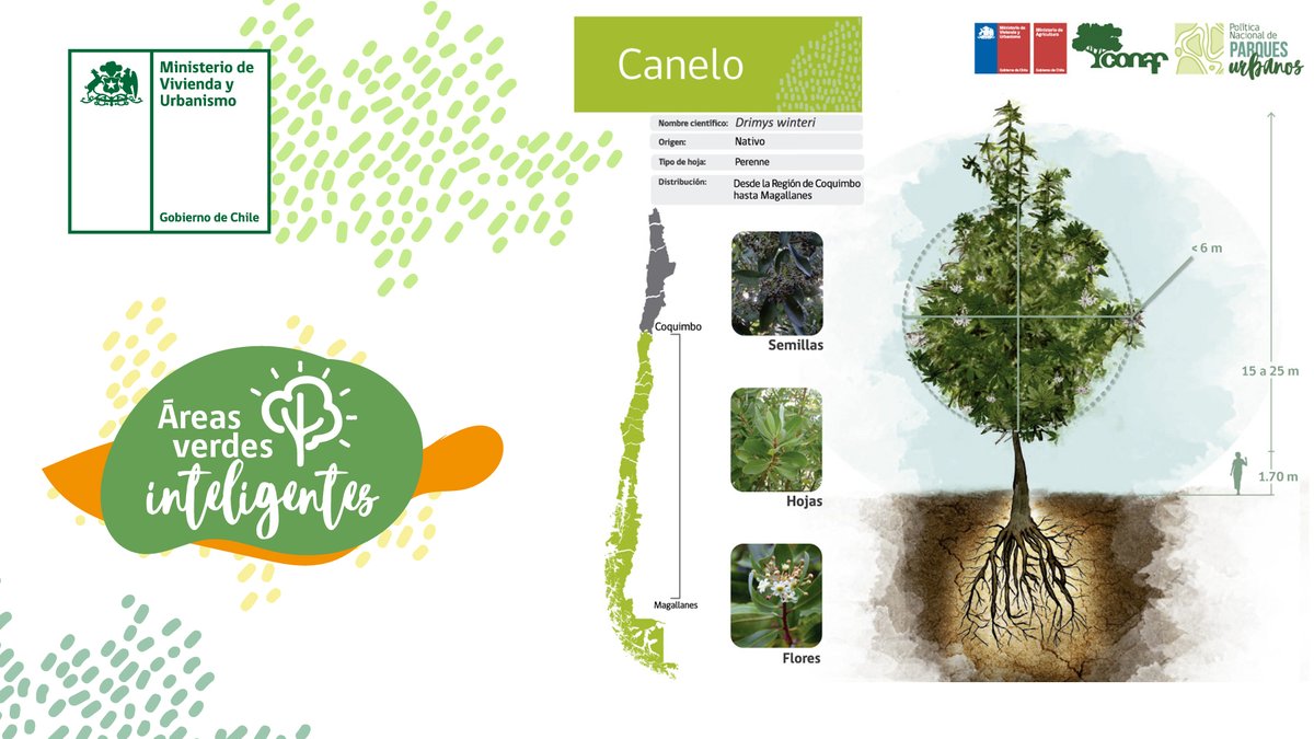 Minvu's tweet photo. En el #DíaMundialdelÁrbol te invitamos a conocer la plataforma #ÁreasVerdesInteligentes, desarrollada con @conaf_minagri, donde encontrarás recomendaciones de árboles dependiendo del clima, tolerencia a la sequía, nivel de sombra, entre otros.

🌳Más info https://t.co/VHe1ffoYUy https://t.co/tnKB0yfqH0
