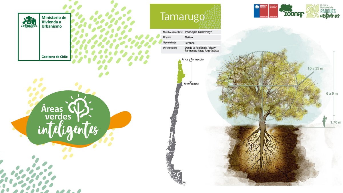 Minvu's tweet photo. En el #DíaMundialdelÁrbol te invitamos a conocer la plataforma #ÁreasVerdesInteligentes, desarrollada con @conaf_minagri, donde encontrarás recomendaciones de árboles dependiendo del clima, tolerencia a la sequía, nivel de sombra, entre otros.

🌳Más info https://t.co/VHe1ffoYUy https://t.co/tnKB0yfqH0