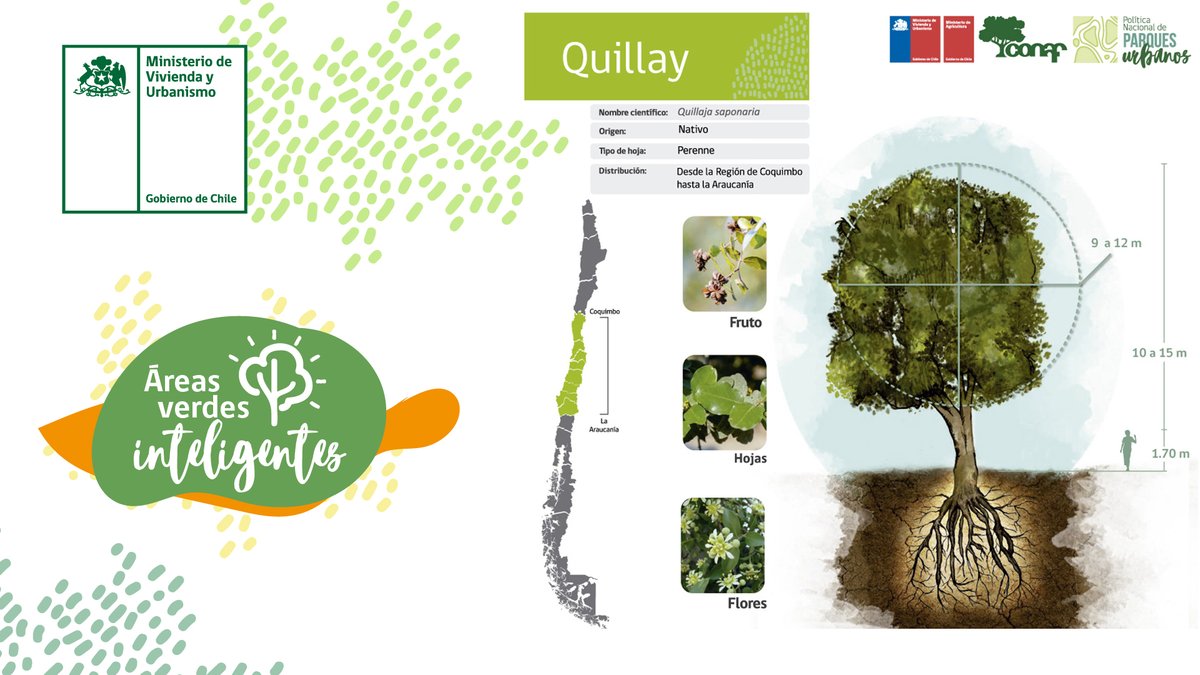 Minvu's tweet photo. En el #DíaMundialdelÁrbol te invitamos a conocer la plataforma #ÁreasVerdesInteligentes, desarrollada con @conaf_minagri, donde encontrarás recomendaciones de árboles dependiendo del clima, tolerencia a la sequía, nivel de sombra, entre otros.

🌳Más info https://t.co/VHe1ffoYUy https://t.co/tnKB0yfqH0