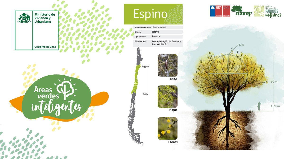 Minvu's tweet photo. En el #DíaMundialdelÁrbol te invitamos a conocer la plataforma #ÁreasVerdesInteligentes, desarrollada con @conaf_minagri, donde encontrarás recomendaciones de árboles dependiendo del clima, tolerencia a la sequía, nivel de sombra, entre otros.

🌳Más info https://t.co/VHe1ffoYUy https://t.co/tnKB0yfqH0