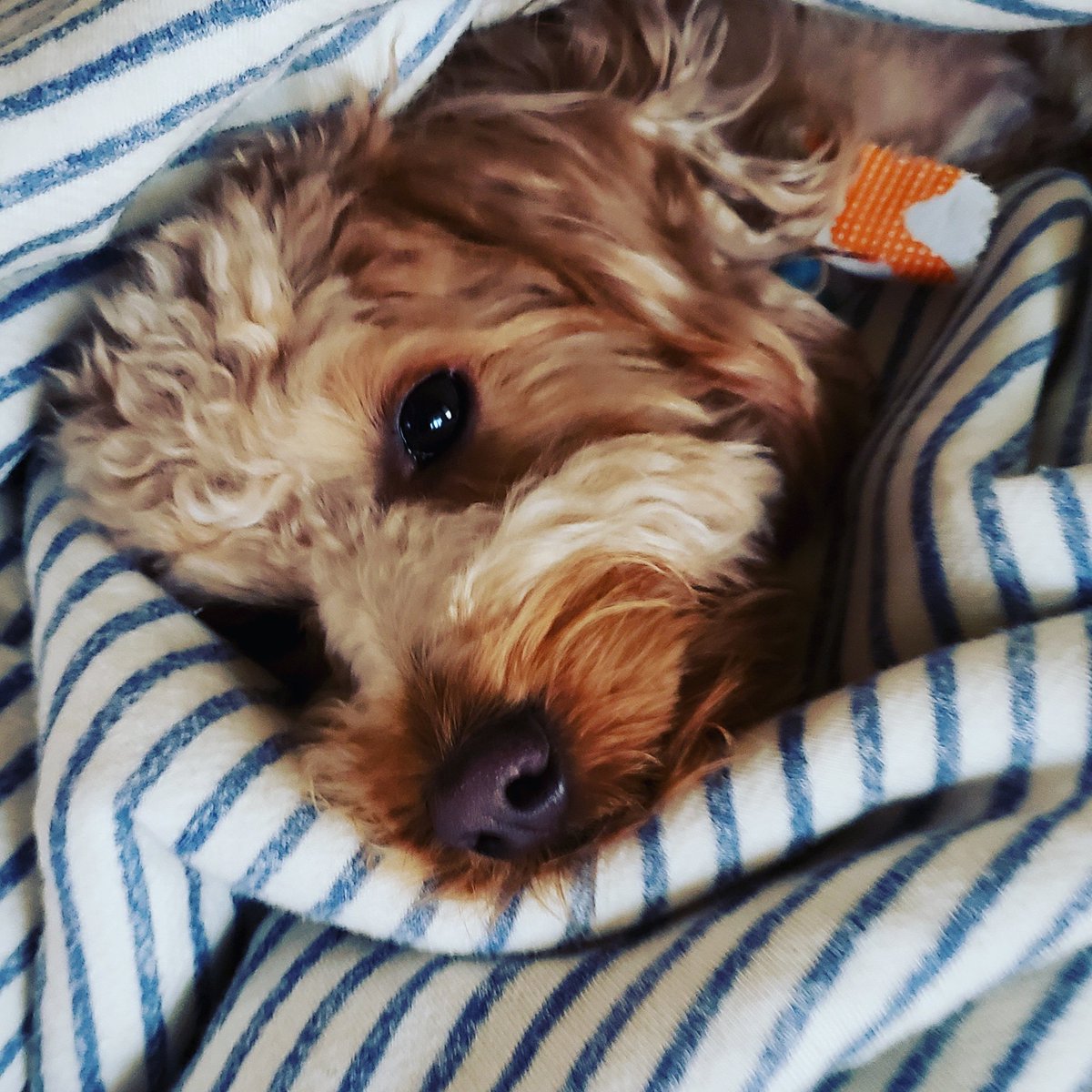 ProbodySports's tweet photo. Olivia says it is Rest Day!!!
#TheAthleticEdge #WeFeedTheNeedToSucceed #BeTheBestYou #BreakBarriers #PerformanceCoaches #AttackLife #SoftTissueSpecialists #BodyEngineers #BodyConsultants #Getthemostoutofyourbody #SoftTissueSpecialists https://t.co/Eh6Pt3cdQX