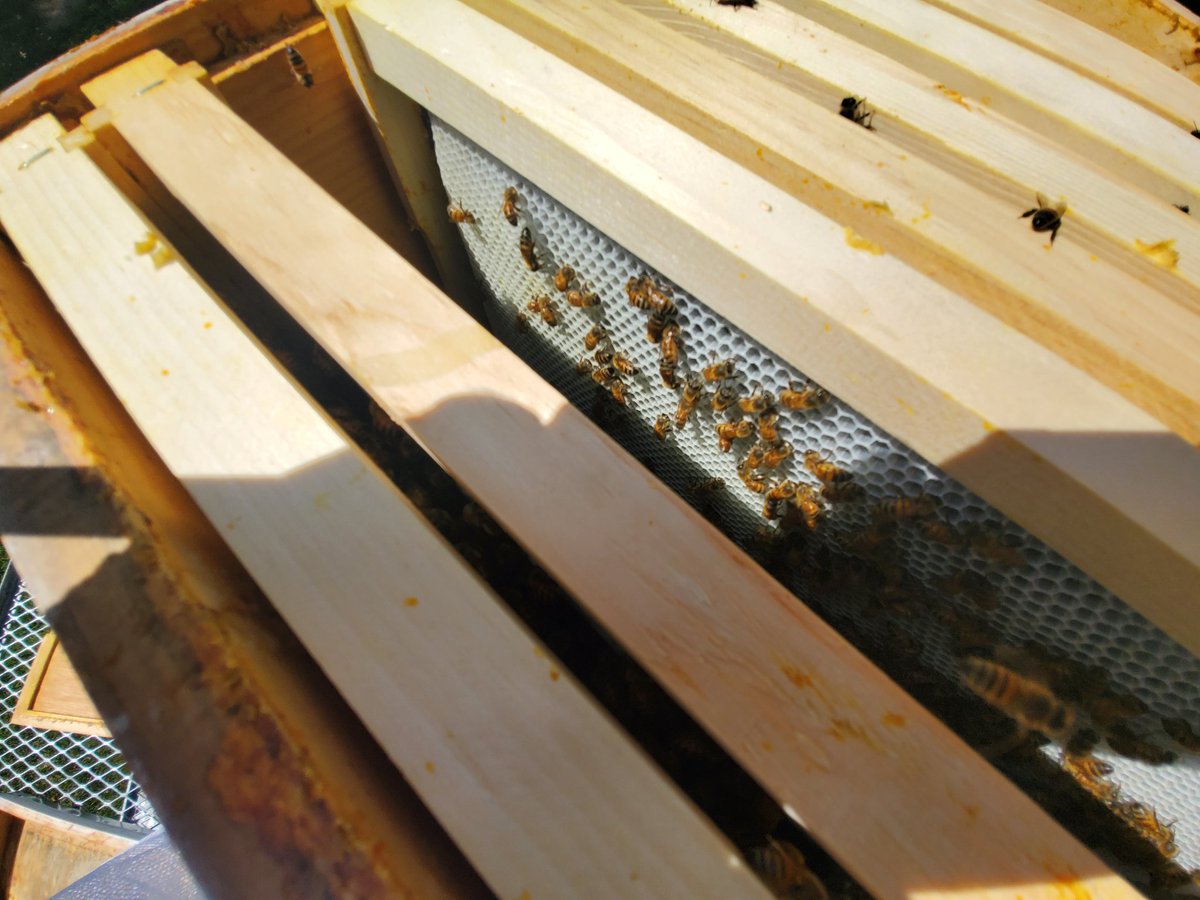 The leaning tower of "beeza" is one of the strongest hives we've ever had. 5 honey supers and theyre drawing a box of deep comb. #fcpscte