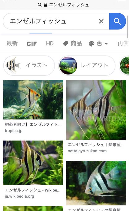 エンゼルフィッシュのtwitterイラスト検索結果 古い順