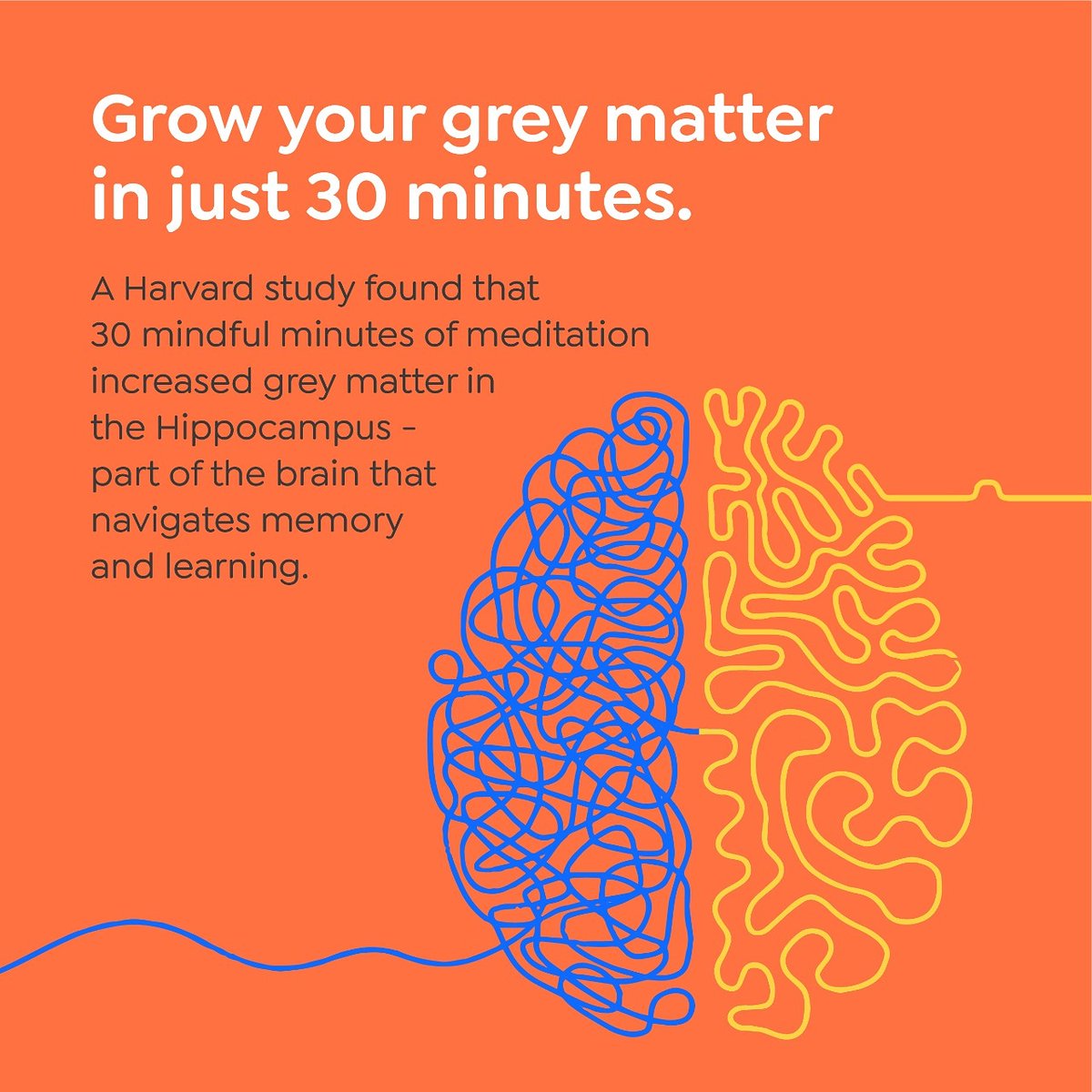 grey matter in the brain grey matter in the brain