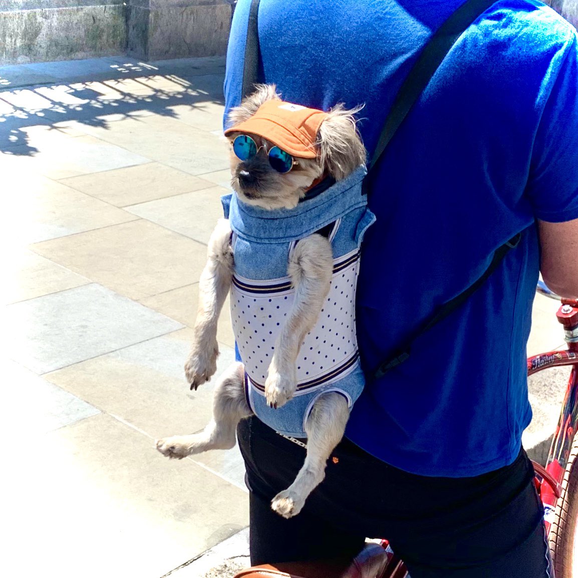 craigerbarrett's tweet photo. When the world is screwed...
But you’re a dog wearing a hat and sunglasses being taken on a bike ride through London in the sun https://t.co/Rh5I9f1pGB