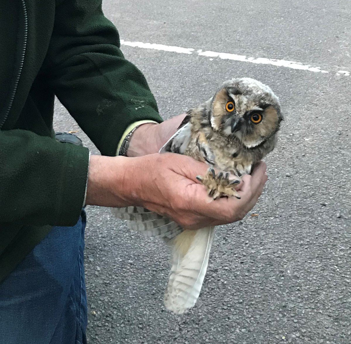 It's a very poor year in Lincolnshire for Barn Owls  (75% down on normal) and Kestrels (around 50% down) due to earlier weather &amp; lack of voles.   However some good South Lincs breeding highlights in recent weeks include a brood of four Bitterns, Little Egret and Long-eared Owl.