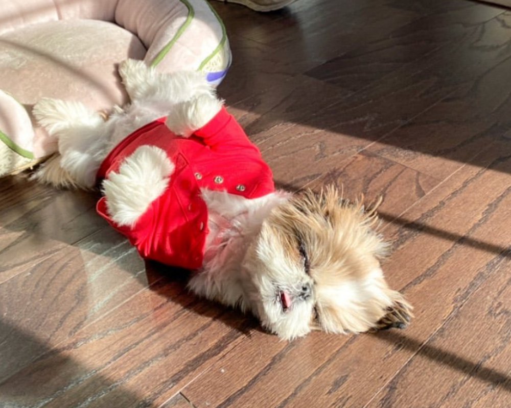 Sunny Sunday Mornings ❤️☀️(pc:  @ceilithepuppy)