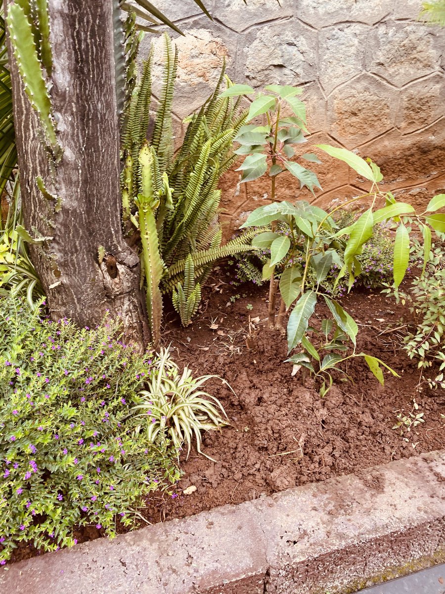 lia_tadesse's tweet photo. #GreenSunday for #GreenLegacy
#StartFromHome
#Climate #Nutrition
Fruit trees and garden vegetables
#አረንጓዴእሁድ ለ #አረንጓዴአሻራ #ከቤቶይጀምሩ #የአየርንብረት #ስነምግብ
የጓሮ አትክልት እና ፍራፍሬ https://t.co/XaaASjiaD0