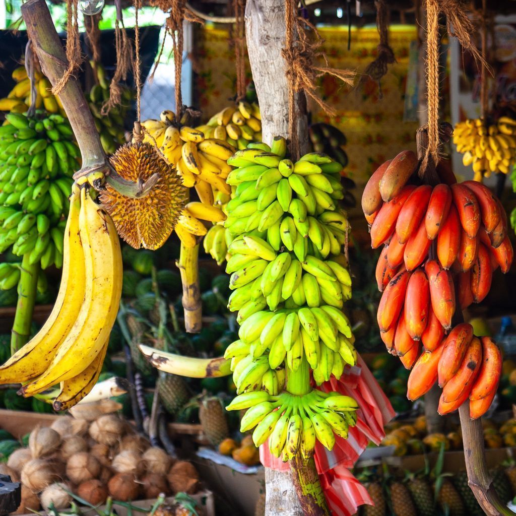 FAOKnowledge's tweet photo. Tropical race 4 is a highly virulent plant pathogen that can result in complete wilting and death of banana crops if not contained. 🍌🍌

This @FAO guide provides guidance on preventing the spread of the disease  into new areas 👉 https://t.co/HgyXx3Q1eE

#IYPH2020 #PlantHealth https://t.co/L4K0YPRMTY