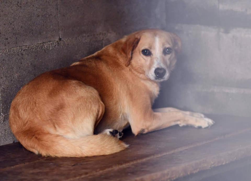 siviaromera1's tweet photo. ORENSE EN PERRERA
VIDA
DENTRO DE UNOS DÍAS HARA 4 AÑOS EN UNA JAULA
ES UNA PERRITA INVISIBLE QUIZÁS PORQUE SE PASA EL DÍA EN SU ESQUINITA SUBIDA AL BANCO DE MADERA
ES TAMAÑO MEDIANO MUY NECESITADA DE CARIÑO Y CONTACTO HUMANO
605193137 WP
HAGÁMOSLA VISIBLE ENTRE TODOS POR FAVOR https://t.co/W6x5hz1Cbd