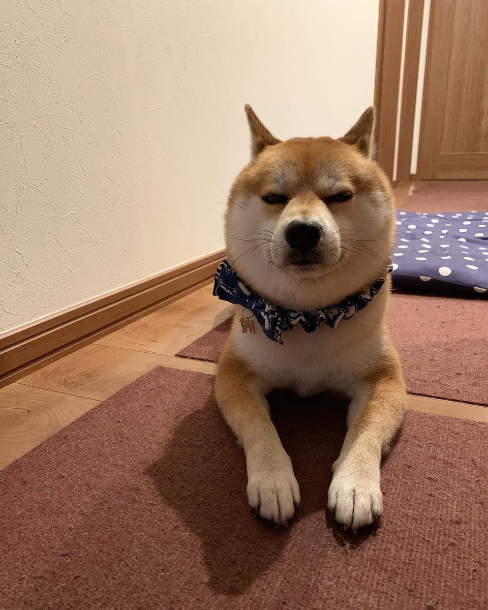 柴犬きゅう太 我が家の満月 面白いほどに丸男 Shibainu わんこ 満月 柴犬 きゅうさん 丸