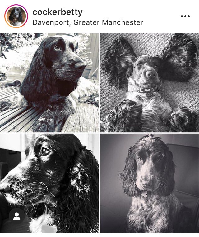 g0disadj's tweet photo. Betty โค๏ธ #blueroancockerspaniel https://t.co/Tn794w8hrz