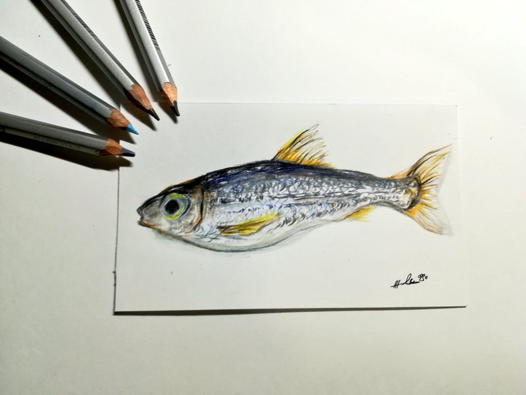 Twoucan 魚イラスト の注目ツイート イラスト マンガ