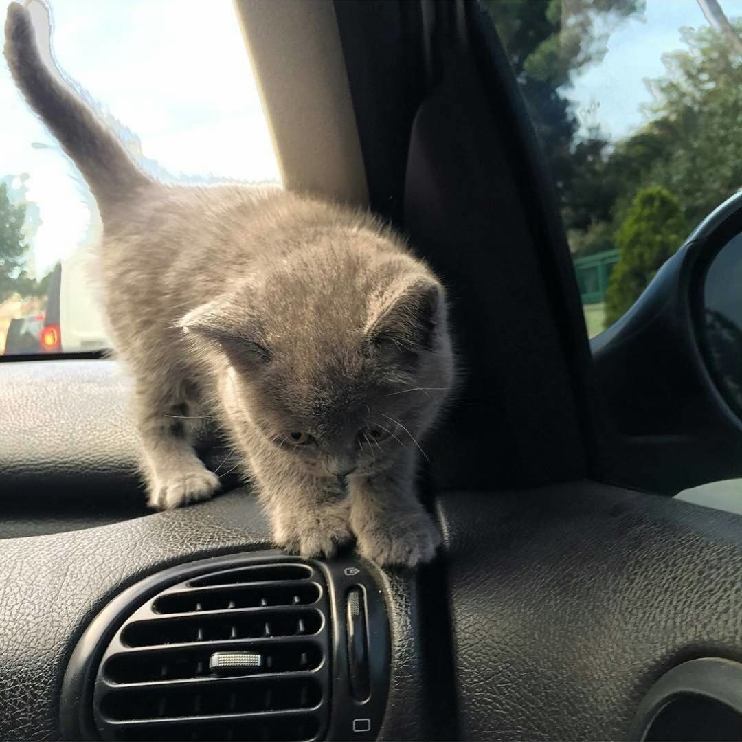 Show your Love to Cute, Small and Adorable Kitten.....