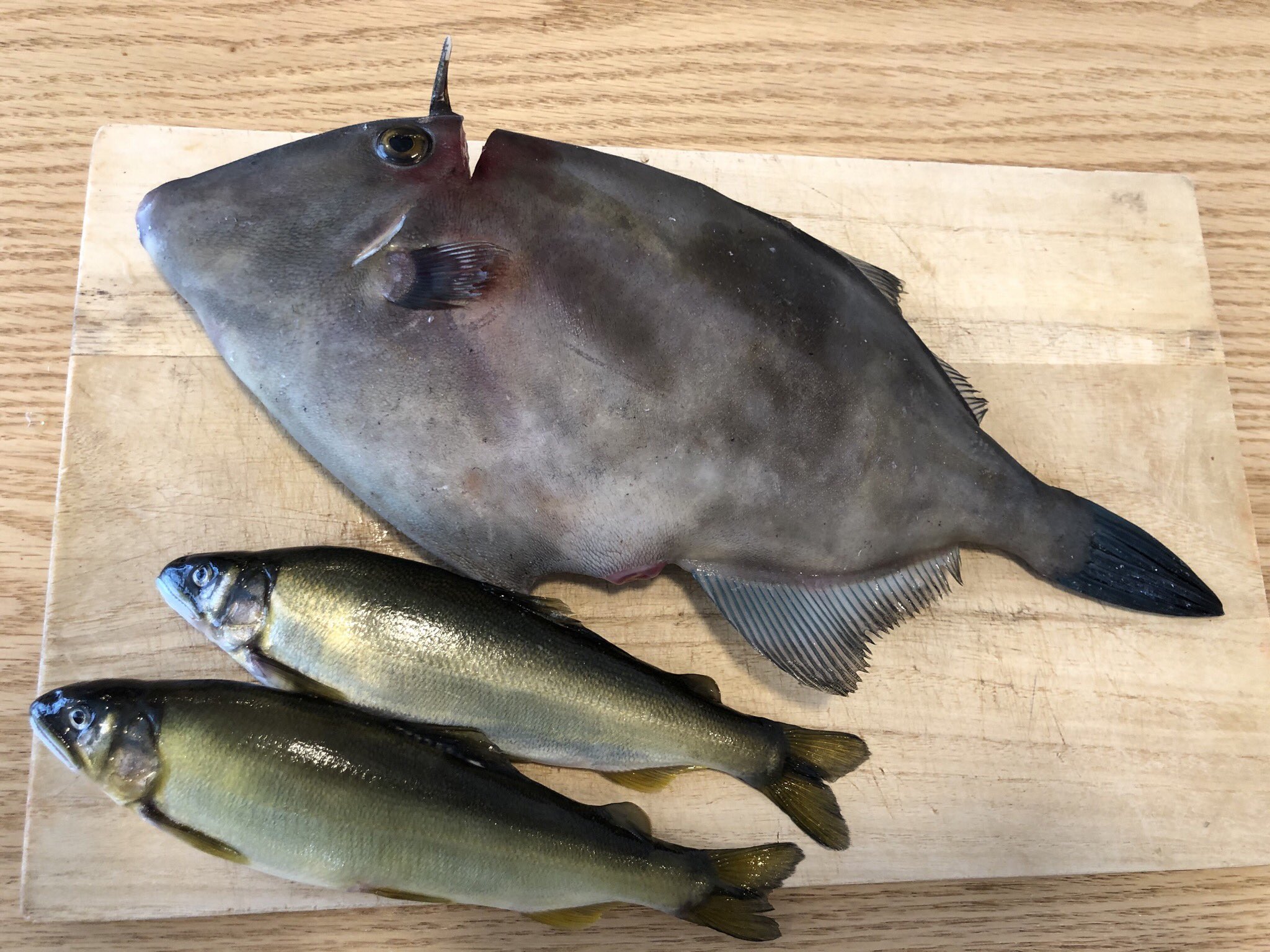 O Xrhsths 平松 修造 日本テレビアナウンサー Sto Twitter 魚を眺めるのが何故か大好きで 魚屋さんとか魚市場とか 何時間でもいられるんだけど 誰かこの感覚分かってほしい こいつ 顔ブッサイクやなぁ とか思いながら品定めするのが楽しい あと
