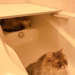 「僕のベスポジみーつけた」湯舟の腰掛部分が猫のベッドにぴったり