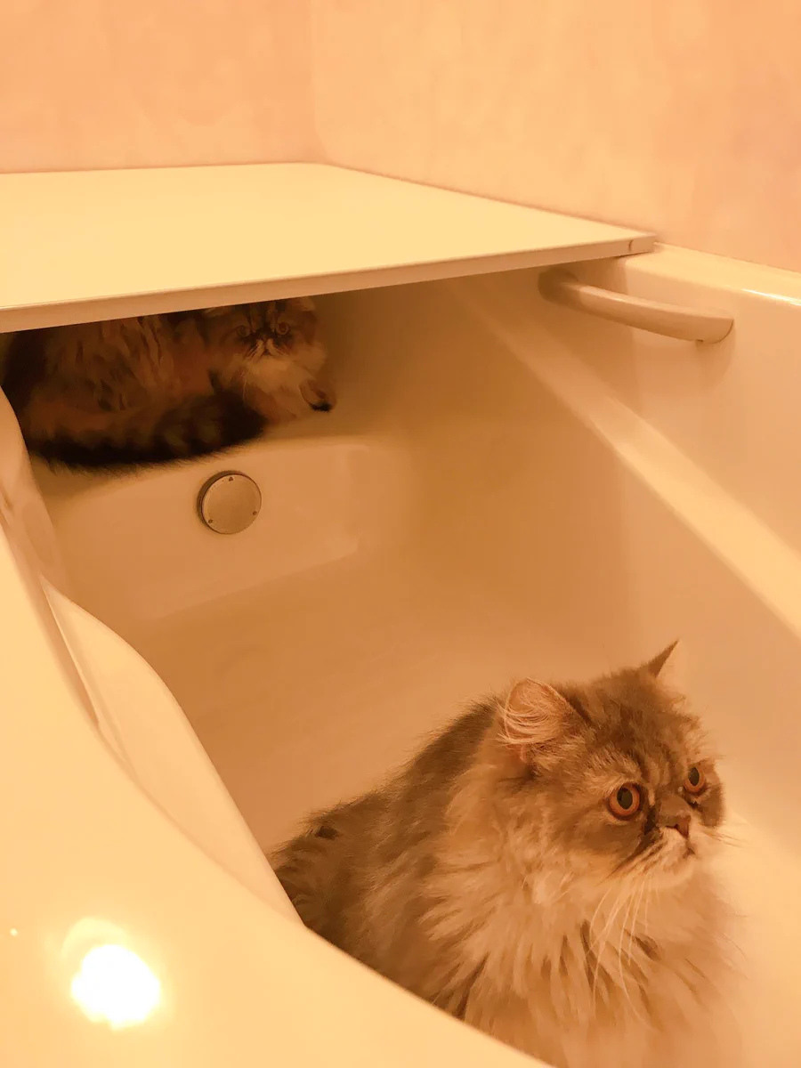 「僕のベスポジみーつけた」湯舟の腰掛部分が猫のベッドにぴったり