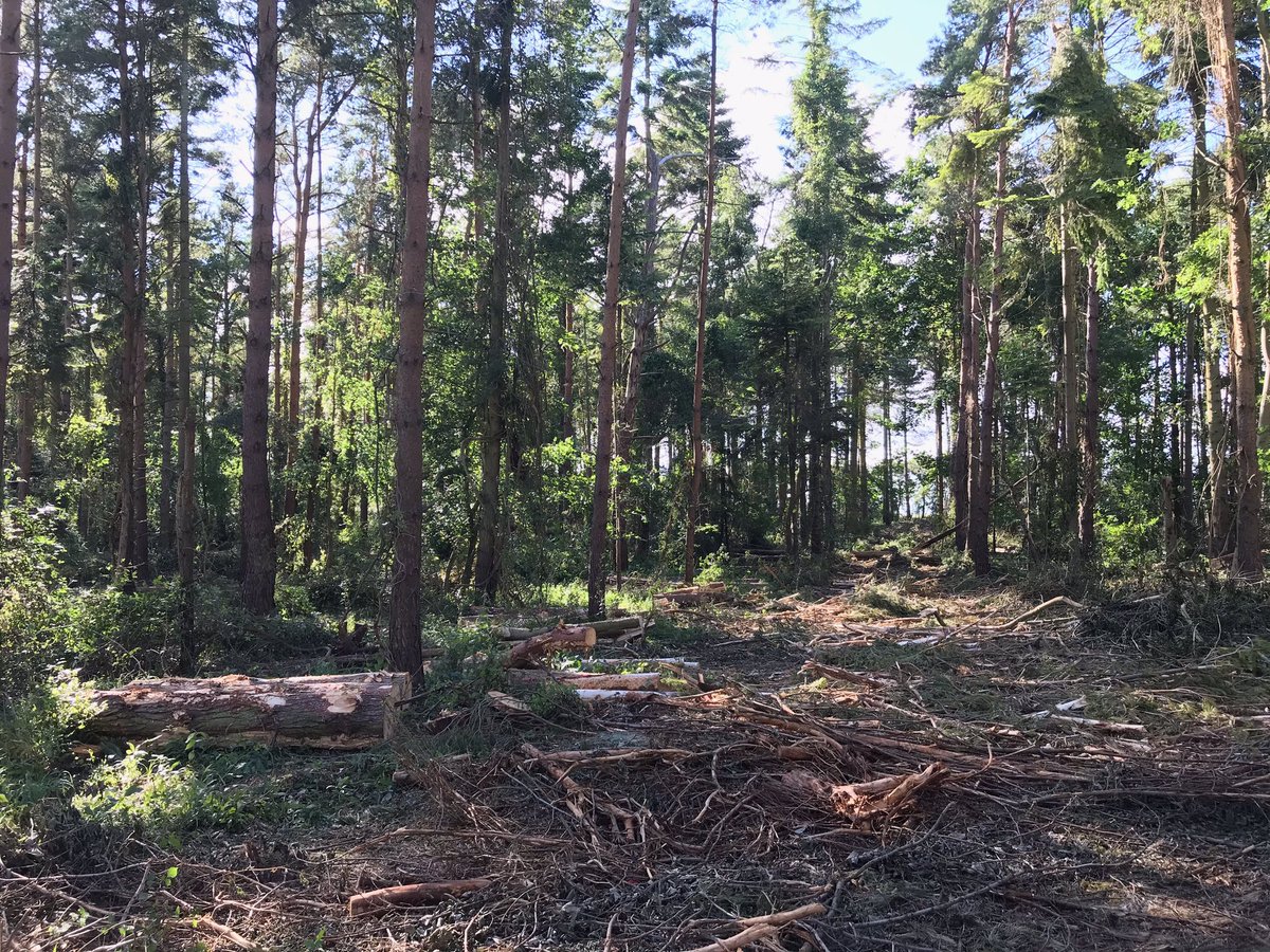 Spookybex's tweet photo. Today we were out for a walk in a local woods &amp; we came across this cute bundle. It was a baby Bird Of Prey, injured from recent tree felling work! Now safe, we are raising money to give to the rescue to pay for upkeep!🥰 https://t.co/mEo7Zc5oyZ #fundraiser #birdofprey #rescue https://t.co/5hog6EnBi6