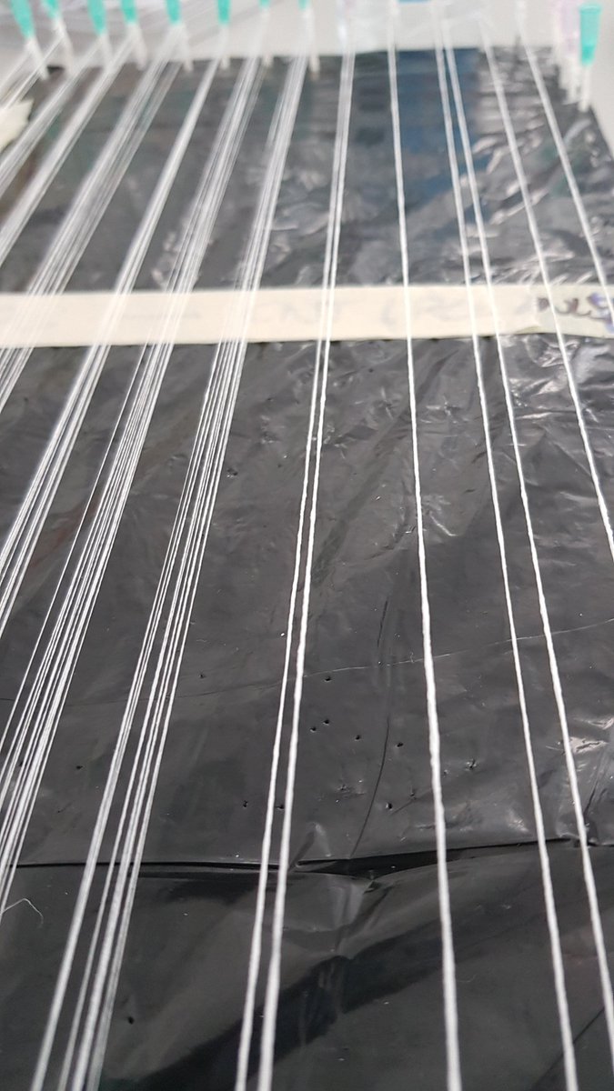 Isabel Calejo tweet media