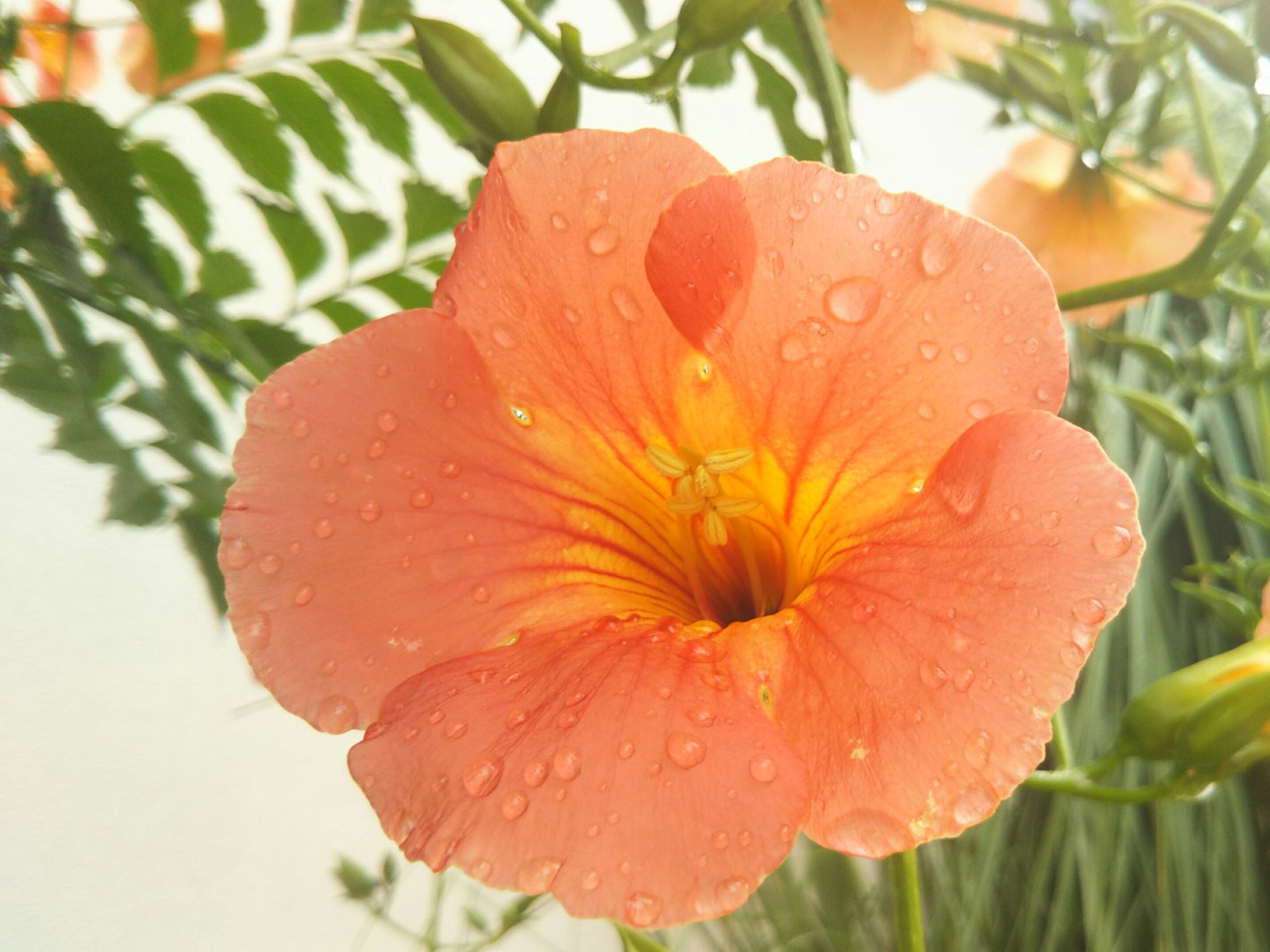 お花が笑った Twitter Search Twitter