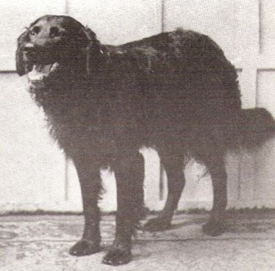 Local canine hero Swansea Jack (1930-1937) saved 27 people from drowning.

He is the ONLY dog to have been awarded 2 bronze medals (the canine VC) by the National Canine Defence League.

He may have lent his name to the nickname for local people – Swansea Jacks.
#Swansea #Wales