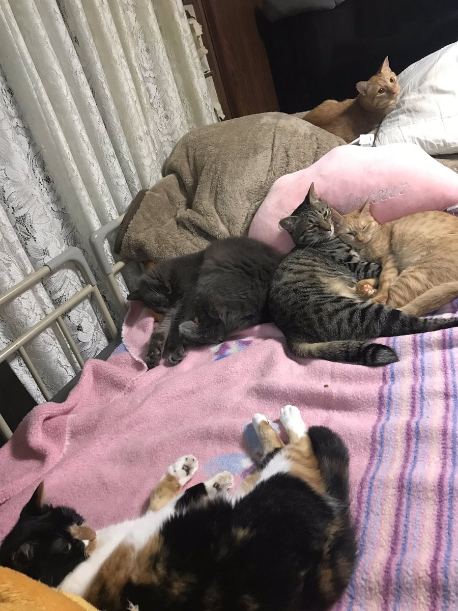 Shino 0623 義母がいない時 介護ベッドは 猫の寝床となります 猫のいる暮らし