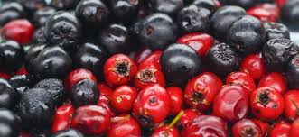 pasqual36834451's tweet photo. Salve
Le bacche di aronia oltre a essere una buona frutta, contiene antiossidanti,astringenti,capace di di combattere le infezioni e previene l'invecchiamento cellulare.
Contengono vitamine tra cui la A,il gruppo B,la C,la K e inoltre i minerali tra cui ferro e potassio. https://t.co/BudVo8NVaK