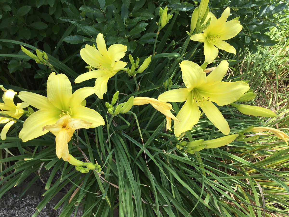 Lovely flowers in a pavilion garden. #UVa  The last Saturday in June of 2020. <a href="/UVABookstores/">UVA Bookstores</a> <a href="/thevashop/">The Virginia Shop</a> <a href="/KeepVABeautiful/">Keep VA Beautiful</a> #wahoowa
