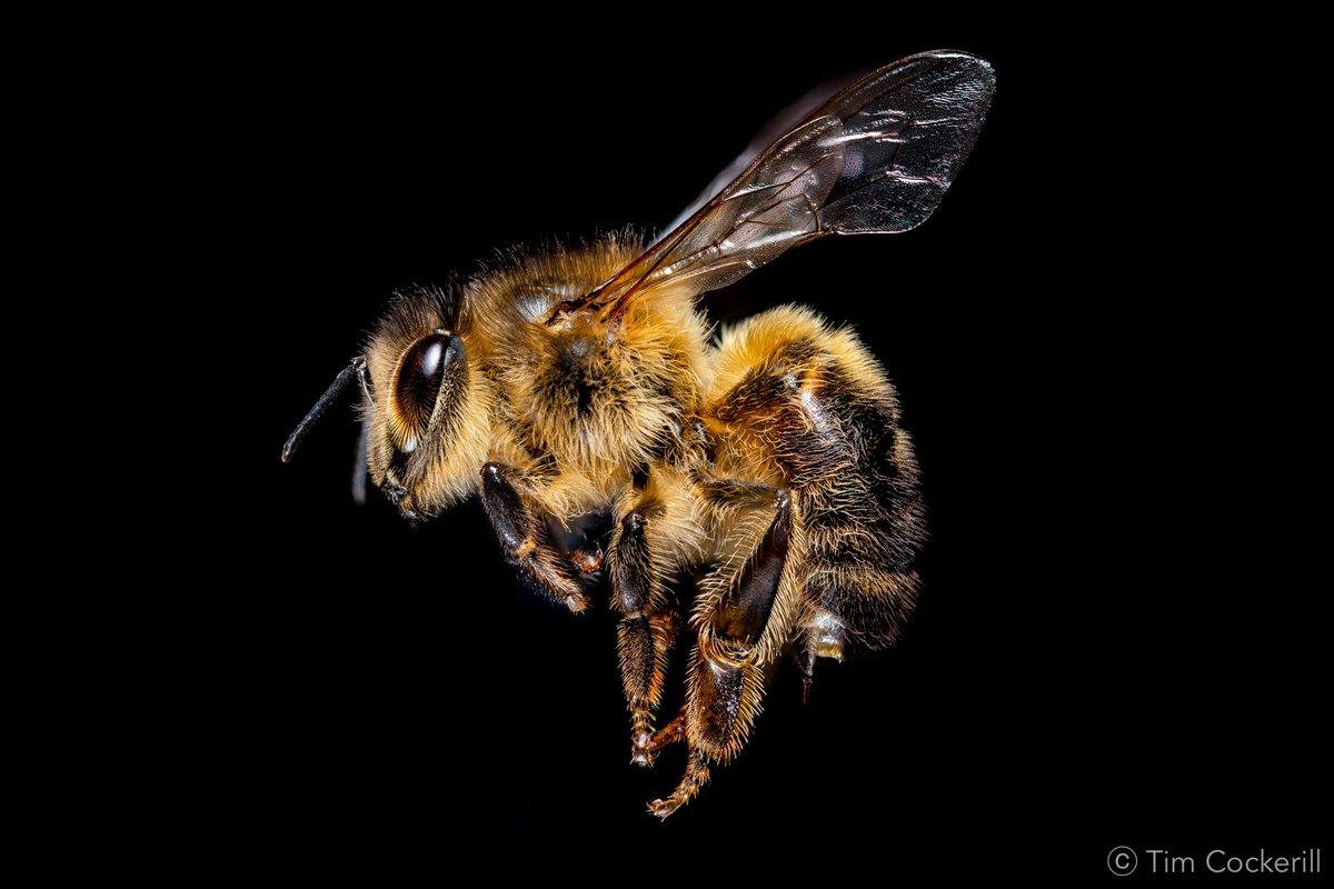 RoyEntSoc's tweet photo. The #NIW2020 Insect #Photography #Competition is now open!
Submit your entries & find all details online:
https://t.co/hafIfEbOQv
Here's a beautiful image from head competition judge @DrTimCockerill
#EntoAtHome #likeinsects #littlethingsthatruntheworld #insects #entomology https://t.co/pIviCVUnrK