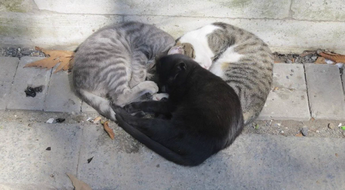 道を歩いていたらハートが落ちてた？！ほっこりとした気持ちになれる猫の画像！