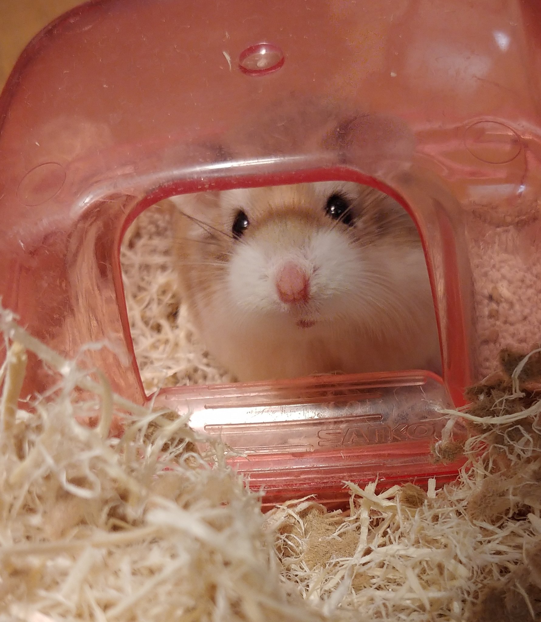 تويتر まめぞうys49 على تويتر 久々に出てきてくれたので連写しまくる親バカと 巨人襲来で恐怖に震えるネズミ ロボロフスキー ロボロフスキーハムスター T Co U5qyax1fcu