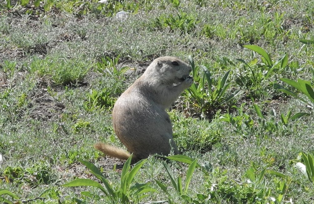 28/6/17 - After another encounter with a giant bovine (Salem Sue, the Largest Holstein in the World), we crossed North Dakota to Theodore Roosevelt National Park, in the badlands. It's home to some spectacular views, and oodles of prairie dogs.