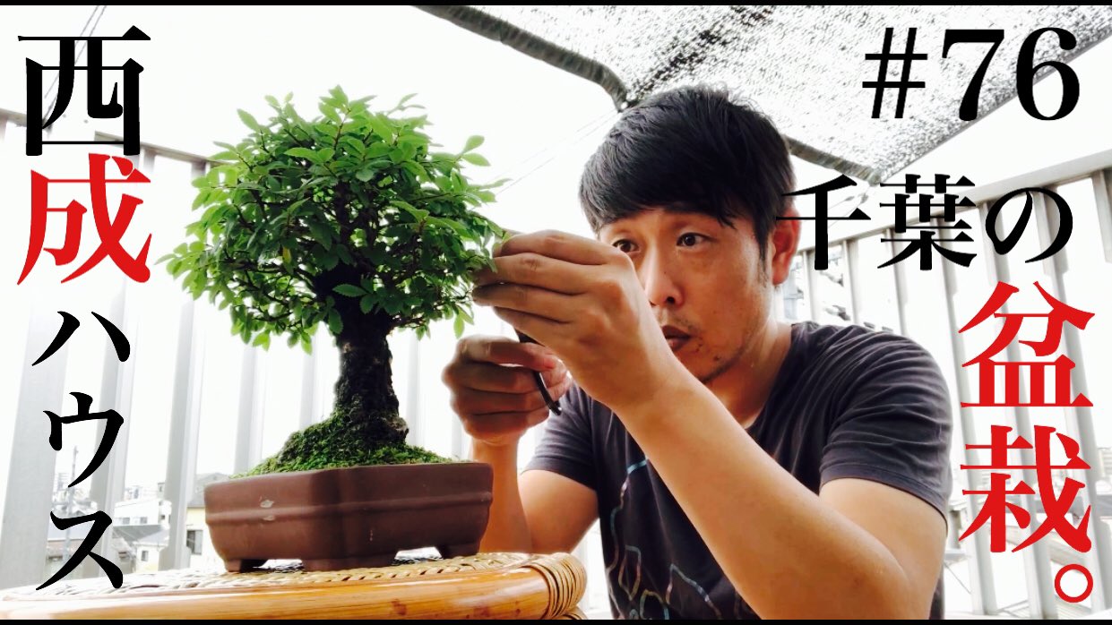 千葉公平 よしもと新喜劇 こんばんは 千葉公平です 西成ハウス 76です おいそこの少年 日本人だったら盆栽のひとつでもやってみねぇか 西成ハウス 吉本自宅劇場 T Co 8iel91fvd5 Youtubeより T Co Z0febosczk Twitter
