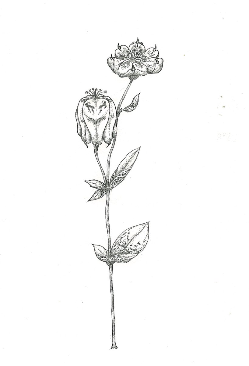 ガセ植物 Yc1eweeeoyc5sne Twitter ガセ植物 Yc1eweeeoyc5sne Twitter