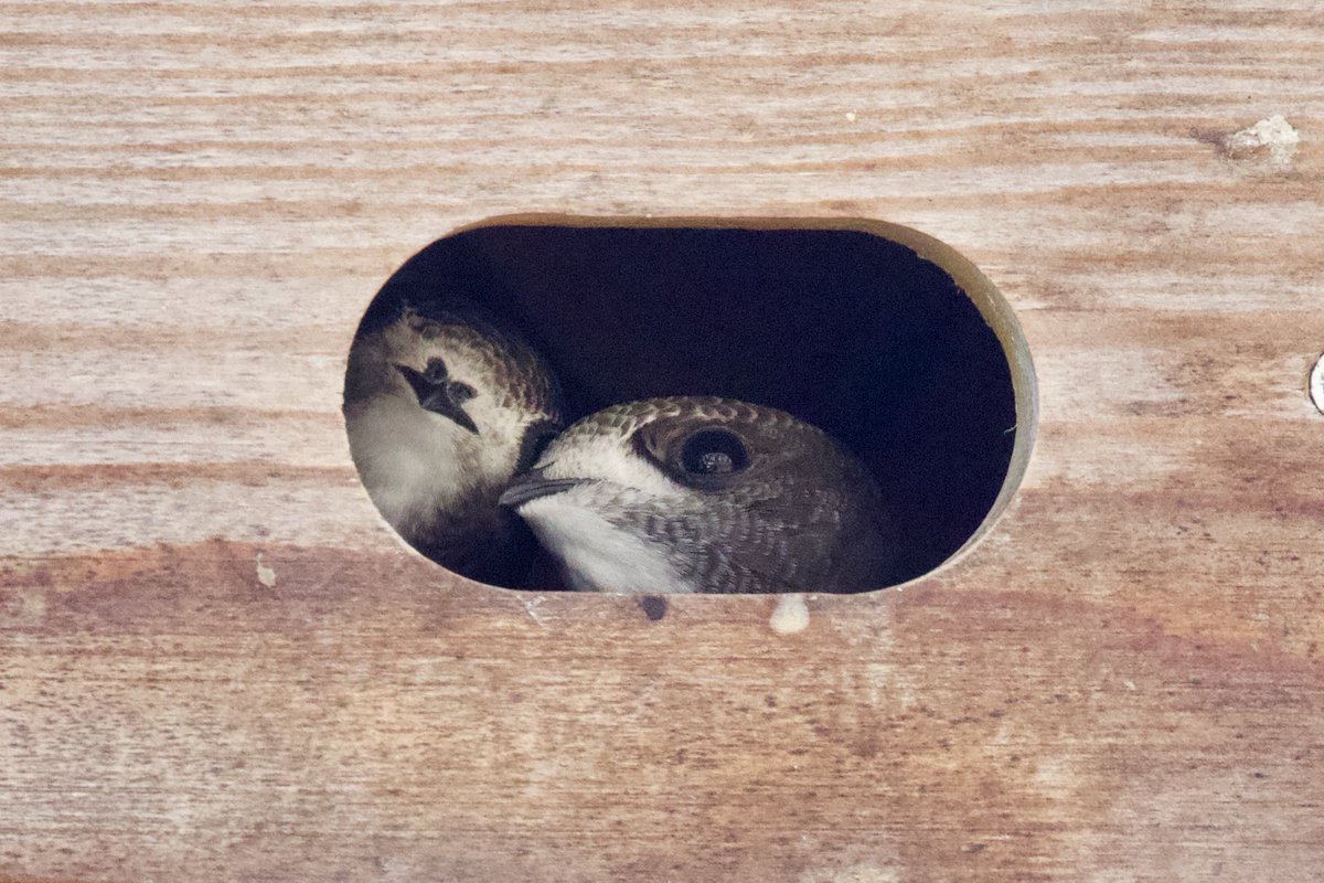 This is the result of Swift conservation. We aim to record nest locations both to protect them and to encourage planners to request nest bricks/boxes in new developments. We also want to both boost existing & create new colonies by fitting nest boxes  @suffolkwildlife  @swiftsweek