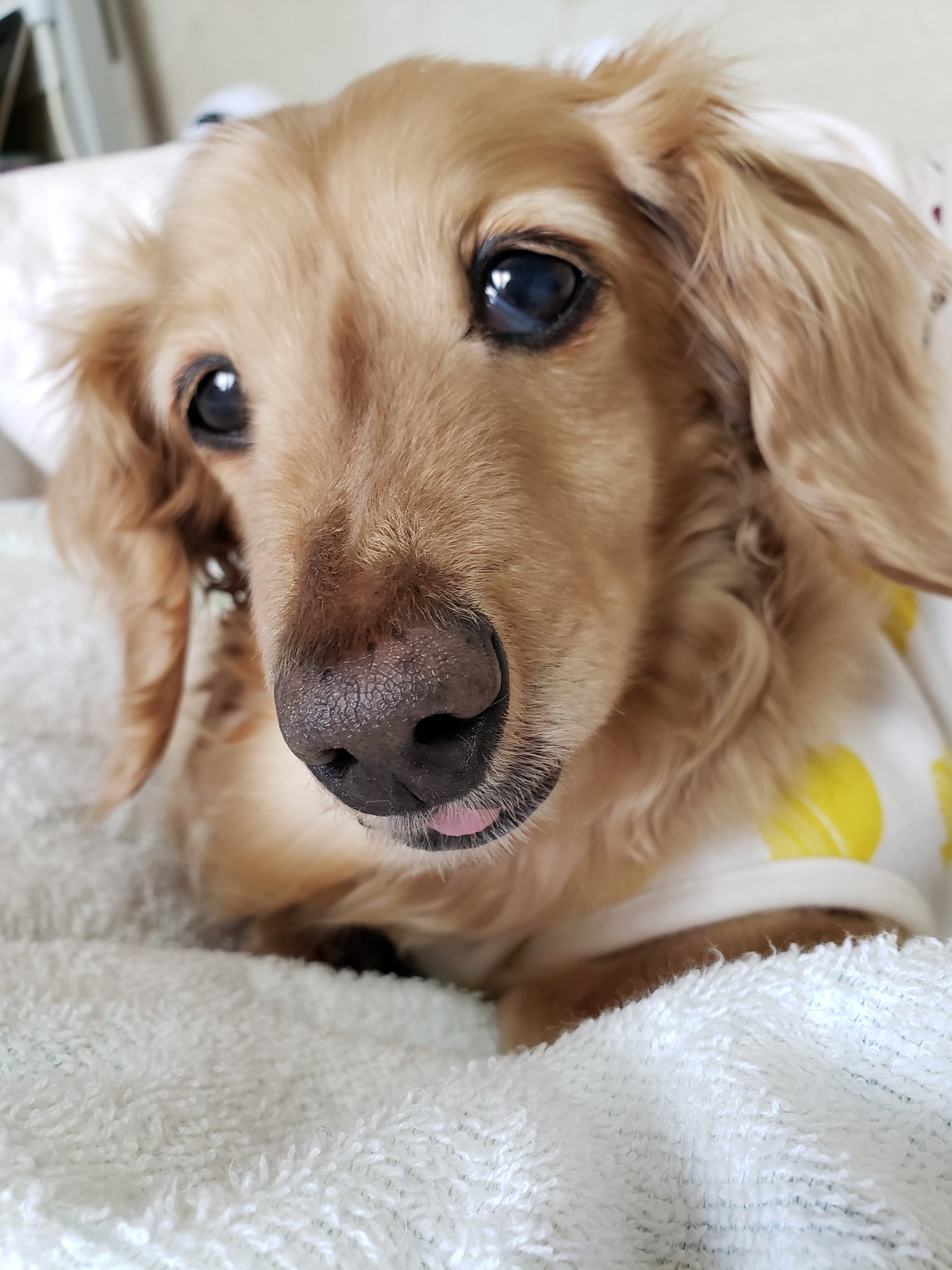 Yumico おばあワンは歯を沢山抜いちゃったからなのか 舌をしまい忘れること事が多くなりました でも親バカは可愛いベロ こちゃんですね なんて愛でているのです ミニチュアダックスフンド 秘密結社老犬倶楽部 シニア犬 T Co 9jmmn6v3zr