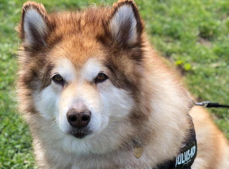 Please share to help Mya find a home #SHEFFIELD 🇬🇧

Aged 9, ok with older children as only pet, good on the lead, likes fuss, very chatty and quirky character, has some managed health concerns, please see full details
rspca.org.uk/findapet/detai…

#dogs #Sunday #animals  #UK #pets