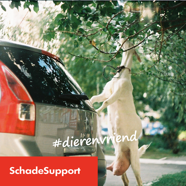 Ben jij een dierenvriend? Jouw auto wellicht iets minder. 

Dieren staan namelijk in de top 5 van oorzaken wanneer het gaat om schade aan auto’s. 

#dierenvriend #schadesupport #schaderapport #autoschade #auto #knuffelen