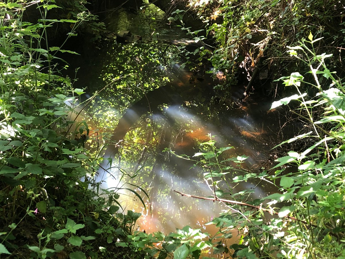 <a href="/Britnatureguide/">The British Nature Guide</a> wow, great list :-) I stay local at the moment, this is for example #EastGrinstead, Hammerwood on last years scout camp #GreatPlacesForNature <a href="/17thLn/">17th LN Scouts</a>