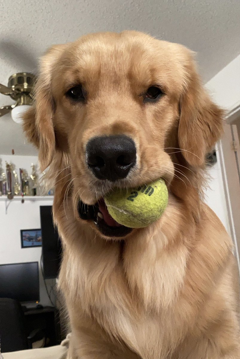 Morning. Let’s play fetch 🎾