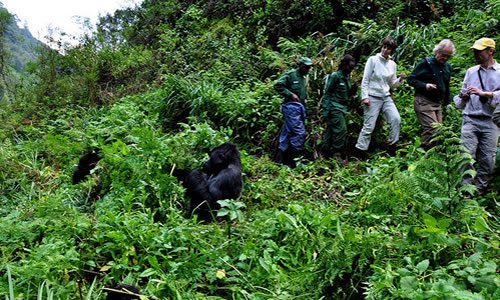 AshilyUg's tweet photo. Mgahinga Gorilla National Park is located in the Virunga Mountains and encompasses three inactive volcanoes, namely Mount Muhabura, Mount Gahinga, and Mount Sabyinyo. In altitude the national park ranges from 2,227 to 4,127 m (7,306 to 13,540 ft).@BandiVan @kamukamafredie #🇺🇬🇺🇬🇺🇬 https://t.co/3CS3hPNAr4
