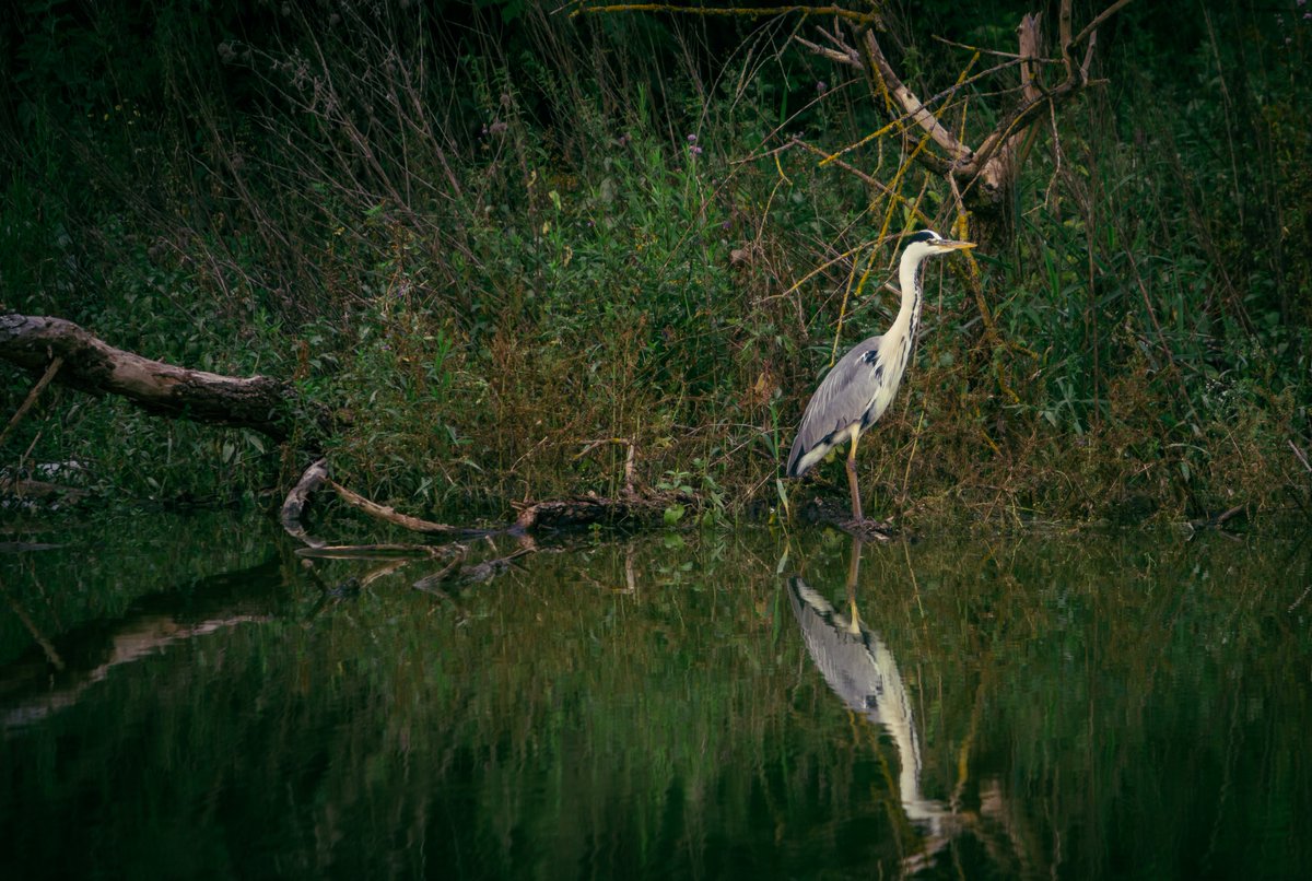 medfredphoto's tweet photo. #photography #wildlife #photoassignments #animaux #photographie #nature #photooftheday #photograph #naturephotography #photoeveryday #canon https://t.co/s0VaWO1V1P