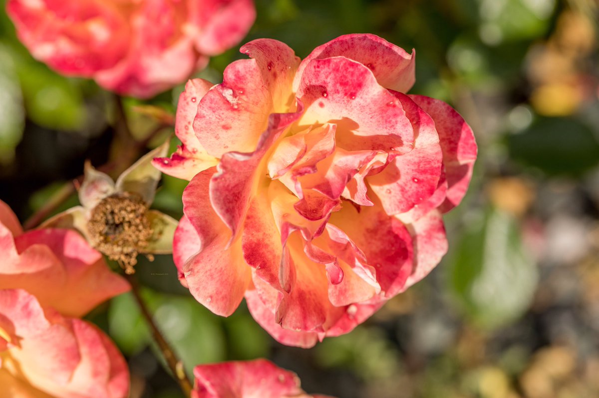 SunsetChrissi's tweet photo. —
27°C - Enjoying Summer Weather, 12th of june 2020
—
#photography #june #lights #perspective #colours #naturephotography #landscapephotography #wildlifephotography #june #junelandscape #bokehphotography #macrophotography #flowers #summer #summerweather https://t.co/oUt7ePbIhK